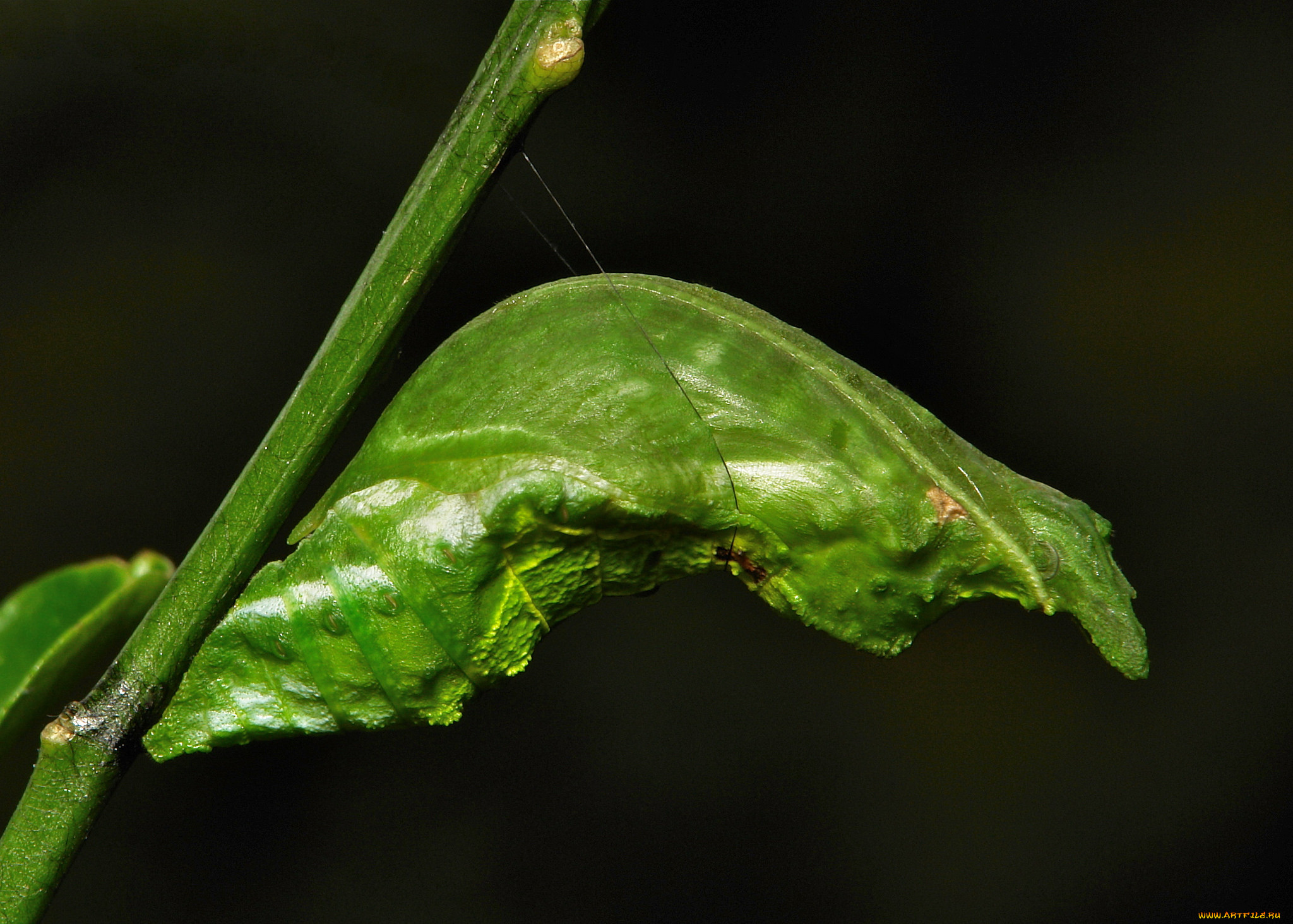 , , itchydogimages, , , 
